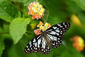 Butterfly - Ajmer