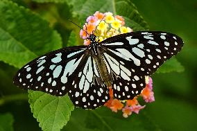 Butterfly - Ajmer