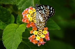 Butterfly - Ajmer