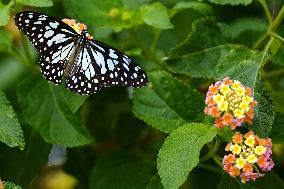 Butterfly - Ajmer