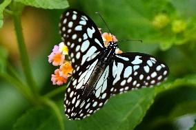 Butterfly - Ajmer