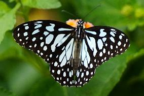 Butterfly - Ajmer