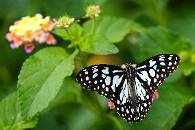 Butterfly - Ajmer