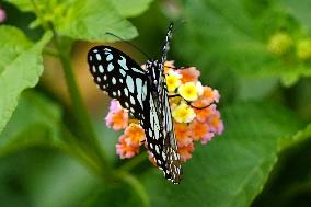 Butterfly - Ajmer