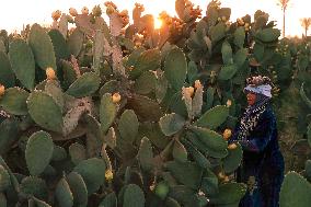 EGYPT-QALYUBIA-PRICKLY PEARS-HARVEST