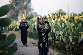 EGYPT-QALYUBIA-PRICKLY PEARS-HARVEST