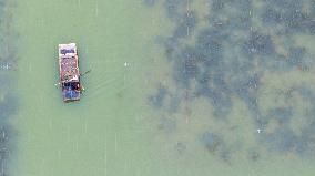 A Hairy Crab Ecological Breeding Pond in Suqian