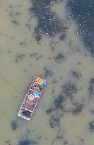 A Hairy Crab Ecological Breeding Pond in Suqian