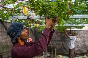 Grape Cultivation In West Java