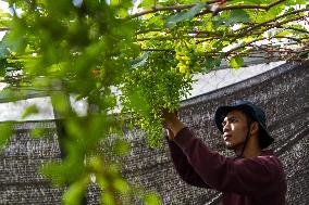 Grape Cultivation In West Java