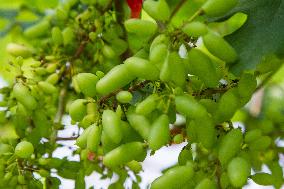 Grape Cultivation In West Java