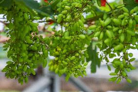 Grape Cultivation In West Java