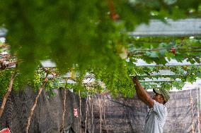 Grape Cultivation In West Java