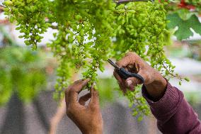 Grape Cultivation In West Java