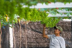 Grape Cultivation In West Java