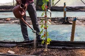 Grape Cultivation In West Java