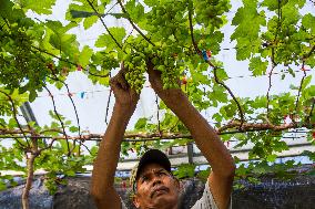 Grape Cultivation In West Java