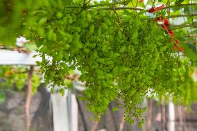 Grape Cultivation In West Java