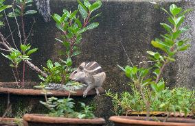 India Squirrel