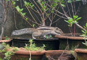 India Squirrel