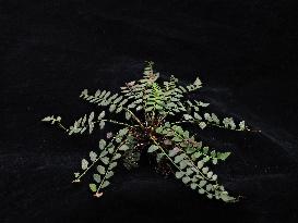 CHINA-GUANGXI-NEW FERN SPECIES (CN)