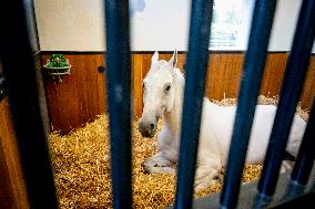 Opening of Noordeinde Palace And Royal Stables - The Hague