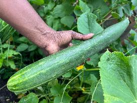 Agriculture In Toronto