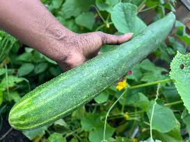 Agriculture In Toronto