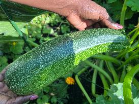 Agriculture In Toronto