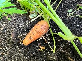 Agriculture In Toronto