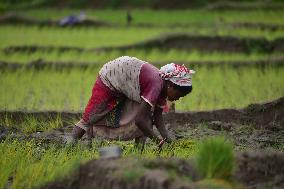 Agriculture In India