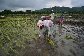 Agriculture In India