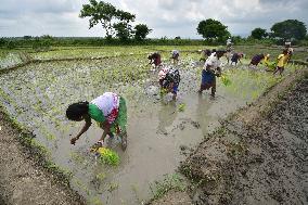 Agriculture In India