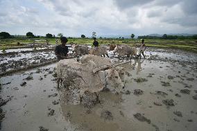 Agriculture In India