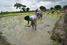 Agriculture In India