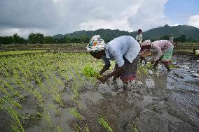 Agriculture In India