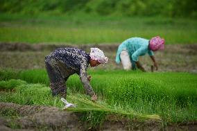 Agriculture In India