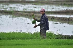 Agriculture In India