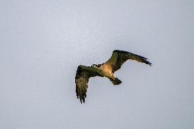 Wildlife At The Oxbow Nature Conservancy