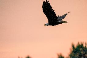 Wildlife At The Oxbow Nature Conservancy