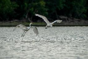 Wildlife At The Oxbow Nature Conservancy