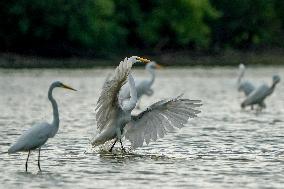 Wildlife At The Oxbow Nature Conservancy