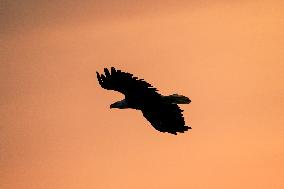 Wildlife At The Oxbow Nature Conservancy