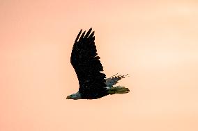 Wildlife At The Oxbow Nature Conservancy