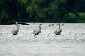 Wildlife At The Oxbow Nature Conservancy