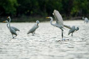 Wildlife At The Oxbow Nature Conservancy