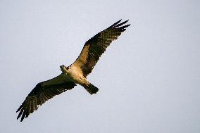 Wildlife At The Oxbow Nature Conservancy