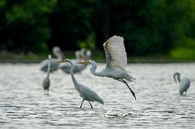 Wildlife At The Oxbow Nature Conservancy