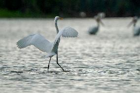 Wildlife At The Oxbow Nature Conservancy