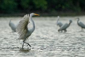 Wildlife At The Oxbow Nature Conservancy